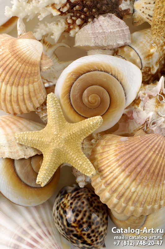 Seashells 5